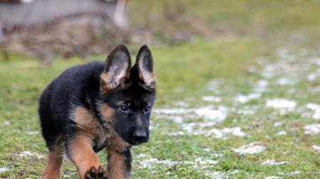 Detenido tras matar a un cachorro al arrastrarlo atado a un vehículo en Cádiz