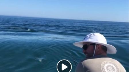 El susto de un tiburón blanco a unos pescadores se vuelve viral en Facebook