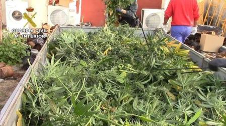 Diez detenidos y 9.000 plantas de marihuana intervenidas en Toledo