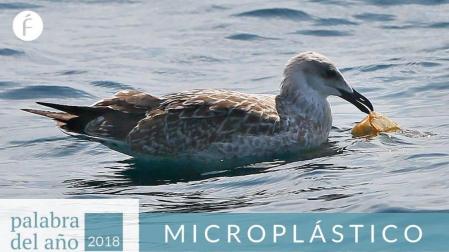 Microplástico, palabra del año 2018 para la Fundéu