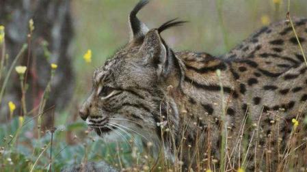 La recuperación del lince ibérico, orgullo nacional
