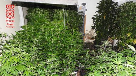 Detenido en Obanos con 1.500 plantas de marihuana en una vivienda