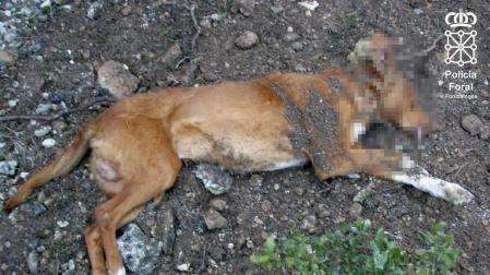Investigado en Olite por matar a su perro de un disparo