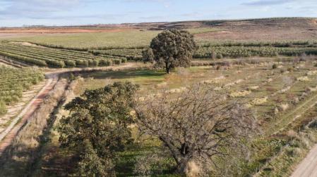 La encina muerta de Corella que es monumento natural no se cortará
