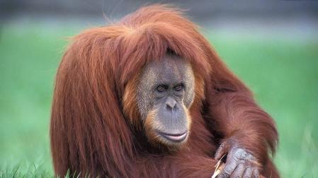 ¿Qué animales está prohibido tener?