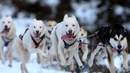 El navarro Iker Ozkoidi, campeón del mundo de mushing
