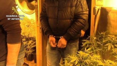 Seis detenidos que cultivaban marihuana en Toledo y vendían en otros países