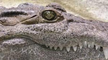 Descubierto un primo de los dinosaurios, el reptil 'Arcosaurio'