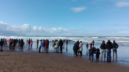 Muere la ballena aparecida en la orilla de la playa de Sopelana
