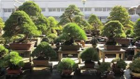 ¿Quién está robando bonsáis en Japón?
