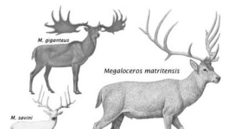 Una nueva especie de ciervo gigante 'enano' poblaba Madrid hace 400.000 años