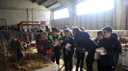 El certamen avícola reúne 480 animales en el ferial de Tafalla