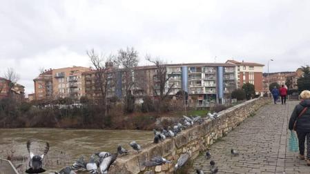 Las palomas eligen Santa Engracia