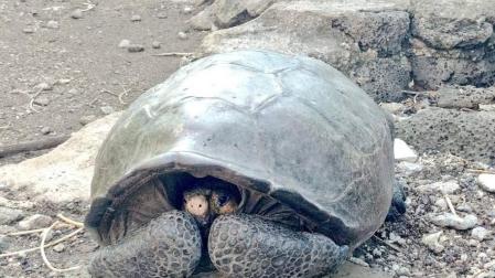 Hallan en Galápagos una tortuga gigante que se creía extinta desde hace 100 años