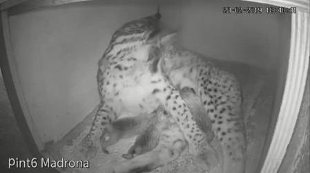 Nacen tres linces ibérricos en Doñana
