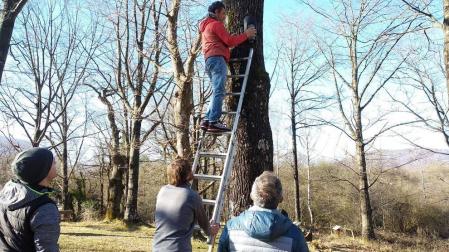 Una iniciativa refuerza la adaptación del murciélago forestal en Alsasua