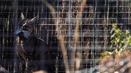Suelta de un ejemplar de lince ibérico en el Parque Nacional de Cabañeros.