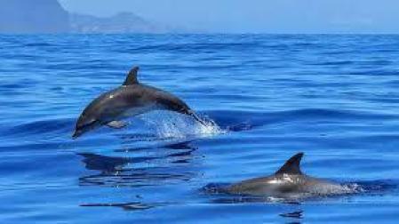 Detectan altos niveles de plástico en todos los delfines del Mar de Alborán