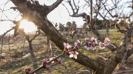 Las cosechas de uva, fruta y almendra, en riesgo ante las previsibles heladas