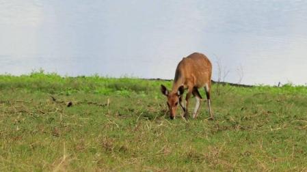 La guerra crea insólitos paisajes sin carnívoros en la sabana africana