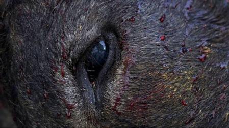 Iruñea Antitaurina inaugura una exposición sobre el maltrato animal en San Fermín