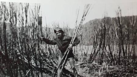 Pedro Garcés, en plena labor de corte de caña de azúcar en una explotación australiana.