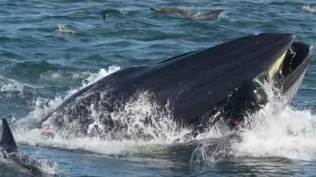 Momento en el que la ballena se traga al buceador.