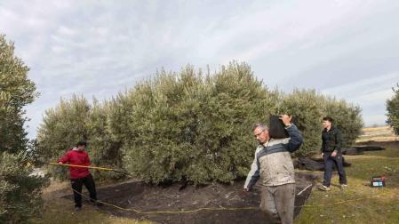La producción de aceite baja un 15% en la Ribera tras alcanzar su récord