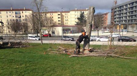 Imagen de la tala denunciada por Gurelur y llevada a cabo por el Ayuntamiento en la Milagrosa.