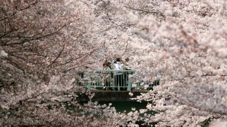 Cerezos en flor en un parque en Tokio (Japón)