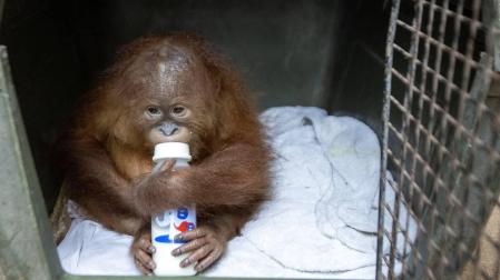 Hallan un orangután en una maleta en el aeropuerto de Bali