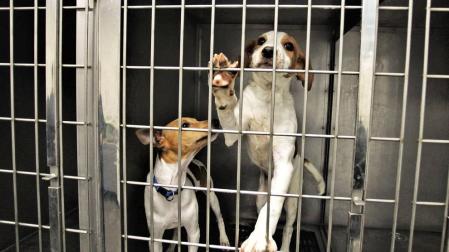 Recogidos más de 700 perros y 850 gatos abandonados en 2018