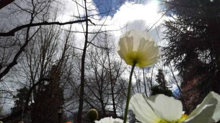 Comparte tu primavera con nosotros y envía tu foto por Whatsapp