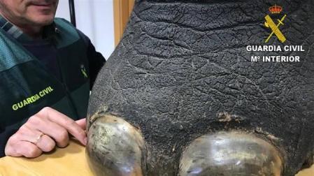 Detenido por intentar vender una pata de elefante con forma de taburete