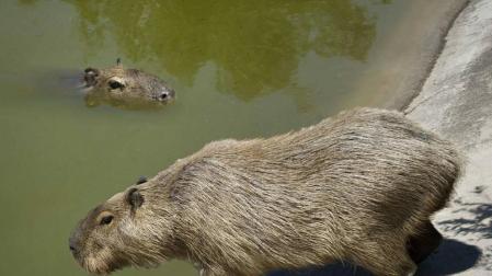 Sendaviva arranca el sábado su nueva temporada aumentando la familia animal