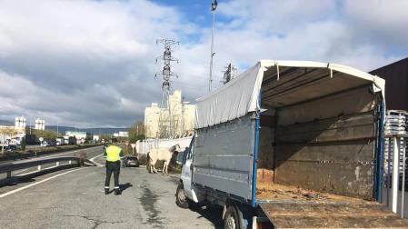Retirados dos caballos que galopaban libres por la PA-30 en Landaben