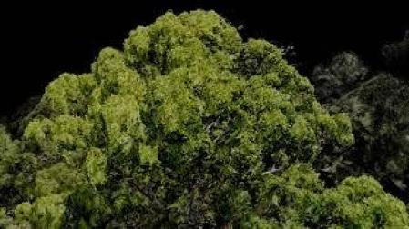 El árbol más alto del mundo