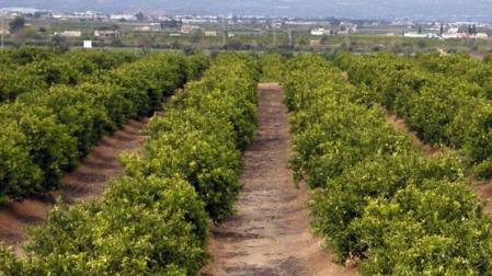 Un campo de naranjos en la Comunidad Valenciana.