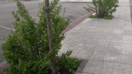 Alertan de dejadez en el cuidado de zonas verdes en Pamplona y Comarca
