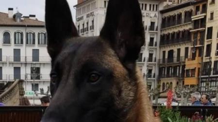 Tyrion, el nuevo perro policía de Pamplona, localiza 78g de speed dentro de un coche