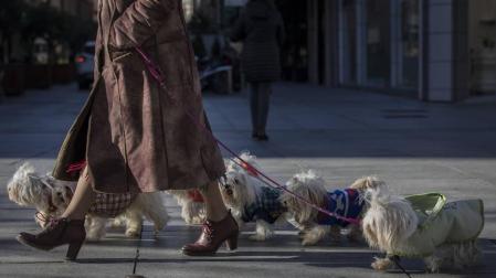 La ley de mascotas obligará al microchip en perros, gatos y hurones