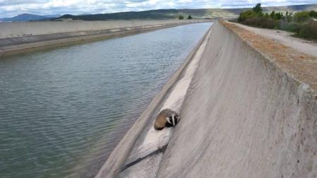 Bomberos de Navarra rescatan a un tejón en el canal de Navarra