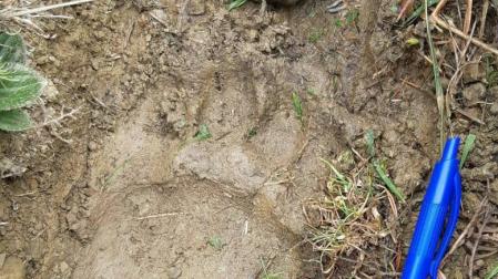 La osa Claverina mata a una oveja en Uztárroz