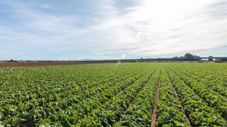 Campos de cultivo cercanos a la nueva planta de Vegetales Línea Verde en Torre-Pacheco (Murcia)
