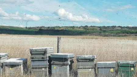 Imagen de las abejas alrededor de las colmenas.