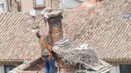 Un 'Gran Hermano' para cigüeñas en Tudela