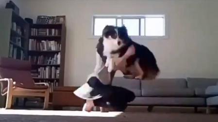 El perro dantzari que baila el aurresku y se ha hecho viral