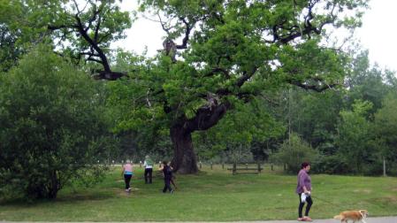 Etxarri Aranatz vuelve a regular el acceso con coche a sus bosques