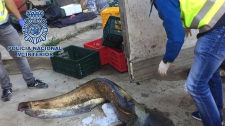 Uno de los siluros pescados ilegalmente en el Ebro para ser vendidos en Rumanía