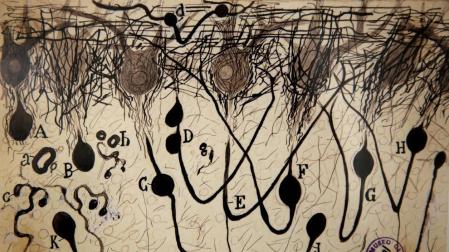 Se exponen en Navarra 36 grabados de Ramón y Cajal sobre las neuronas